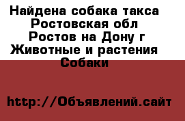 Найдена собака такса - Ростовская обл., Ростов-на-Дону г. Животные и растения » Собаки   